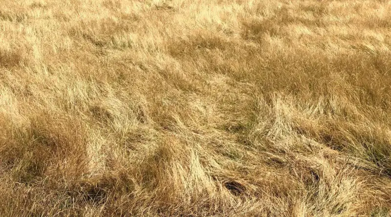 Νέα παράταση για τις δηλώσεις καθαρισμού οικοπέδων στην ψηφιακή πλατφόρμα gov.gr