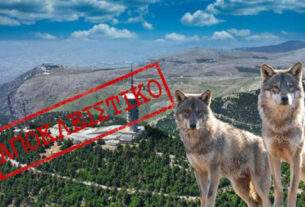 Εισαγγελία Πρωτοδικών Αθηνών : Να απομακρυνθούν άμεσα λύκοι από την Πάρνηθα – Στόχος η μεταφορά τους στη Βόρεια Ελλάδα