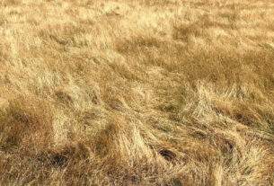 Αρμοδιότητα του Πυροσβεστικού Σώματος οι έλεγχοι κατόπιν καταγγελιών για ακαθάριστα οικόπεδα