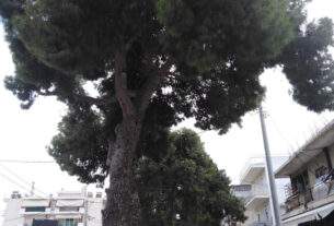 Έντονες  οι   αντιδράσεις  Φορέων και κατοίκων  στην  κοπή δένδρων  για το έργο της ανάπλασης.   Καταγγέλλουν την Δημοτική Αρχή  για  … κοροϊδία ….