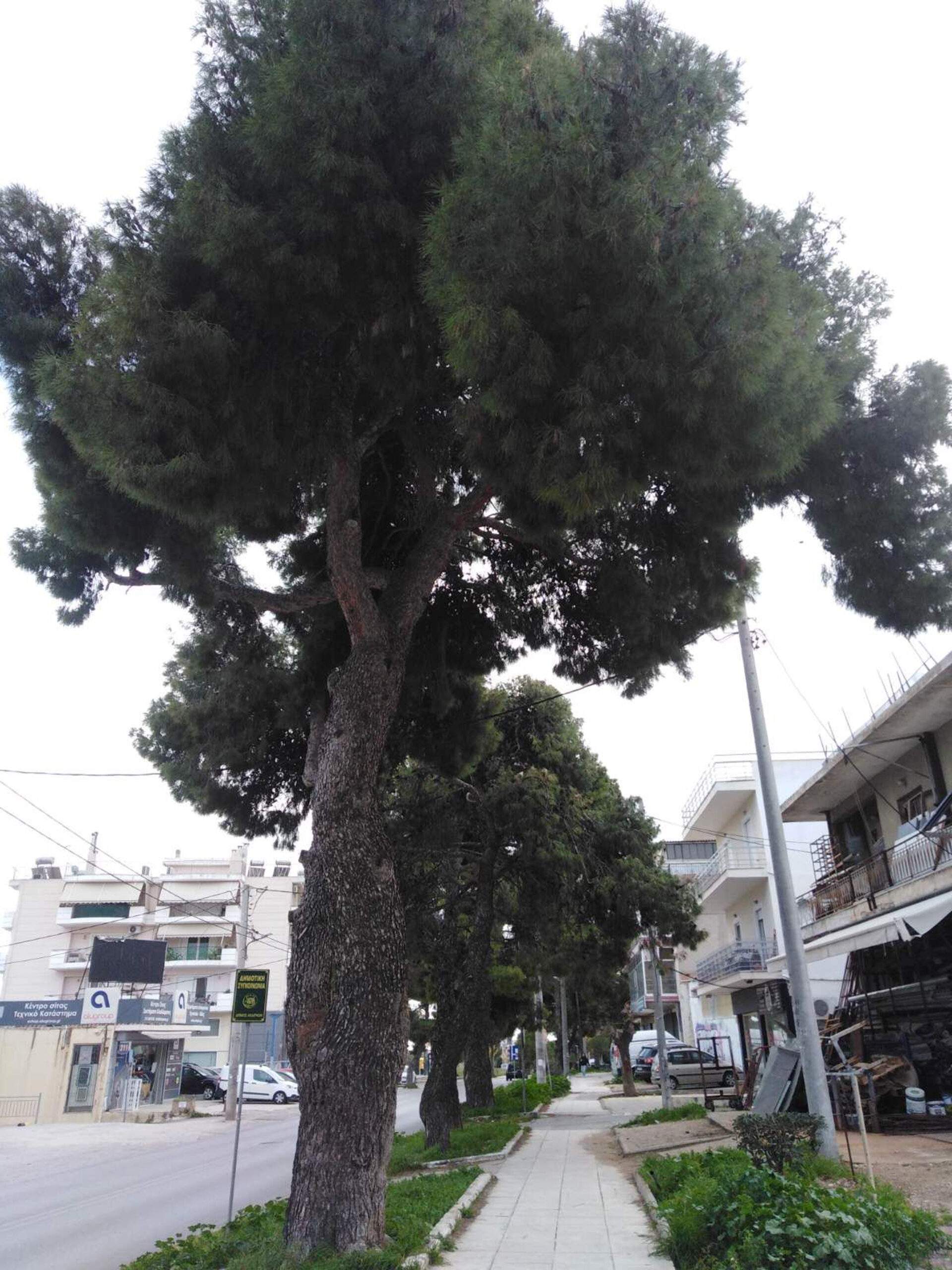 Έντονες οι αντιδράσεις Φορέων και κατοίκων στην κοπή δένδρων για το έργο της ανάπλασης. Καταγγέλλουν την Δημοτική Αρχή για … κοροϊδία …. Έντονες οι αντιδράσεις Φορέων και κατοίκων στην κοπή δένδρων για το έργο της ανάπλασης. Καταγγέλλουν την Δημοτική Αρχή για … κοροϊδία ….